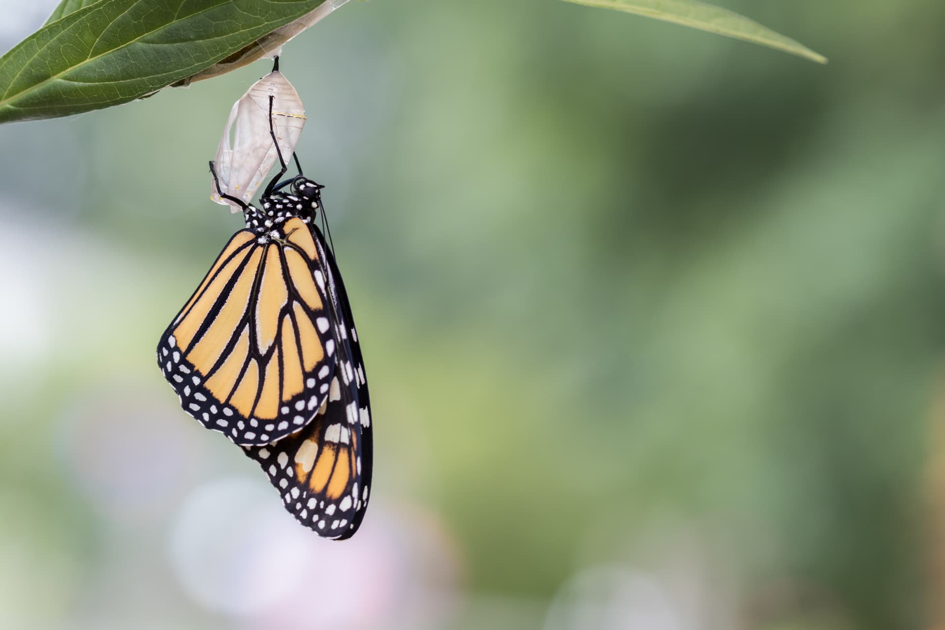 monarch-butterfly-emerging-from-chrysalis-in-natur-2026-01-11-10-10-57-utc (1)