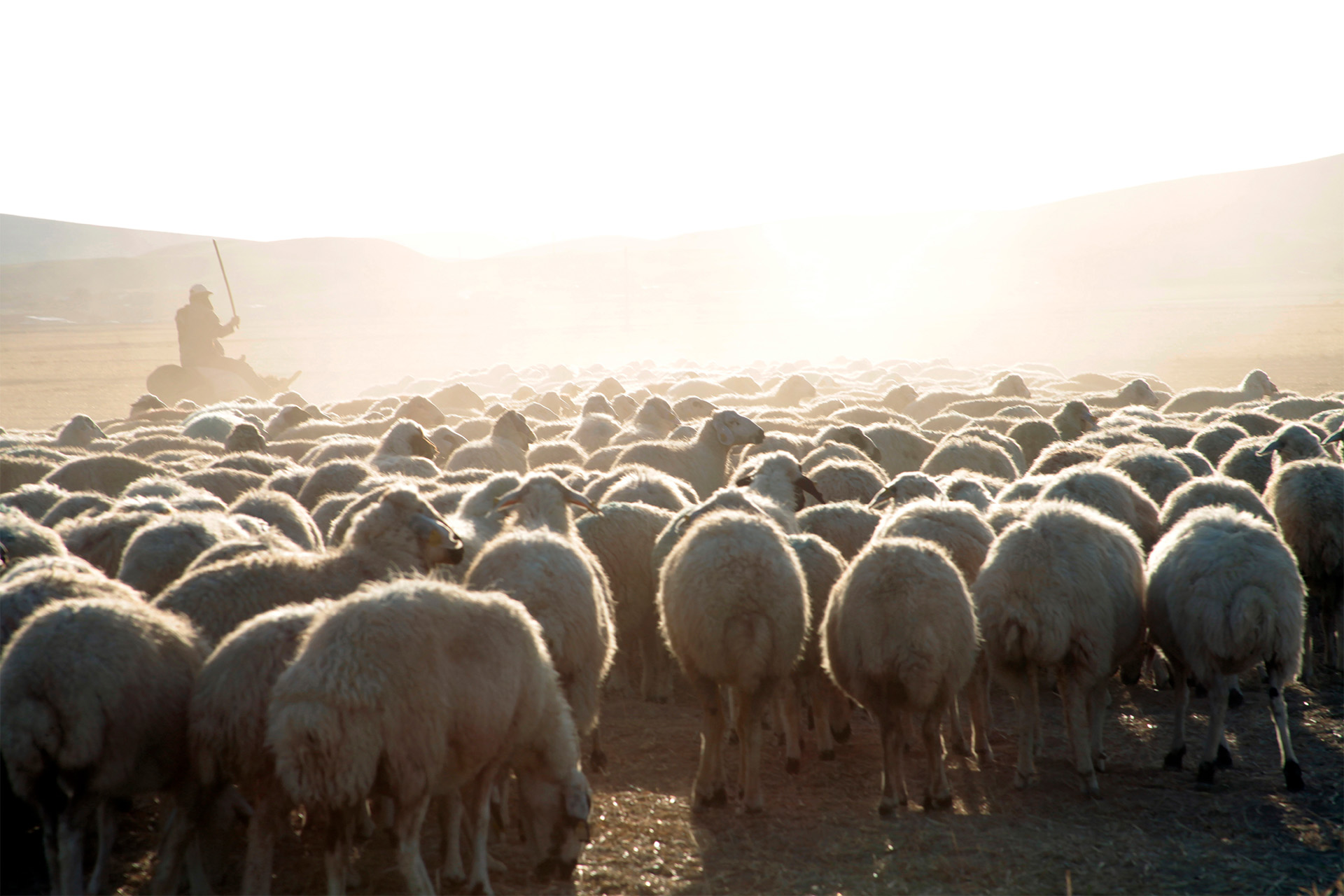 Shepherd herding sheep